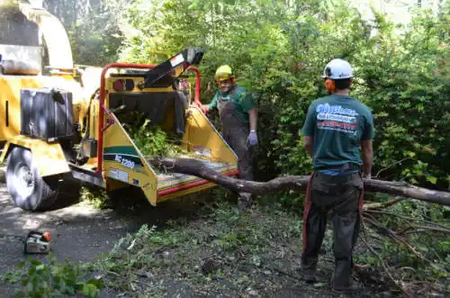 tree services Paul